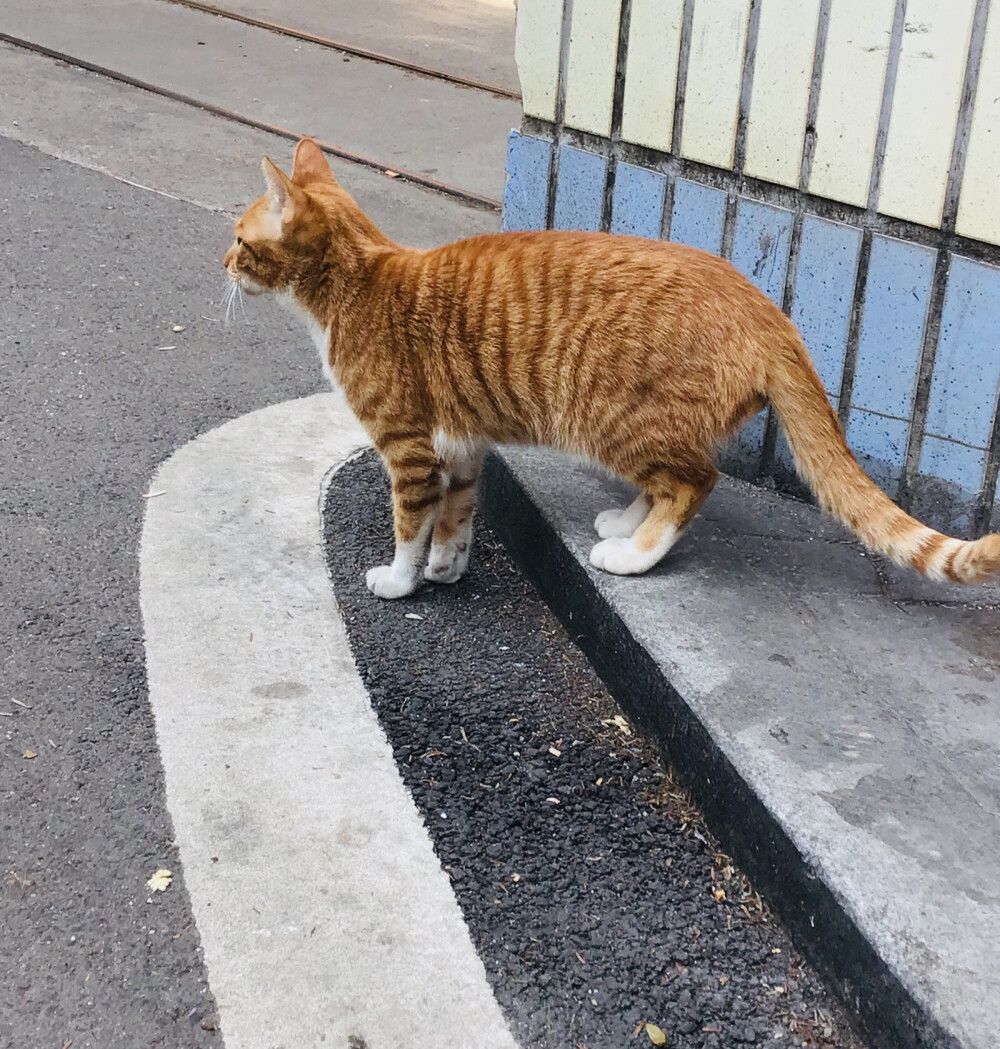 不胖的橘色猫猫。