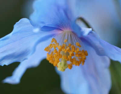 雪域皇后--绿绒蒿.Meconopsis.