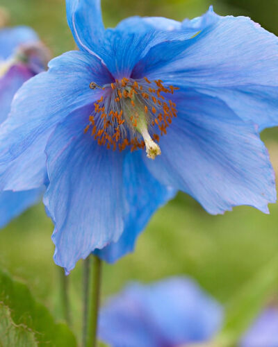 雪域皇后--绿绒蒿.Meconopsis.