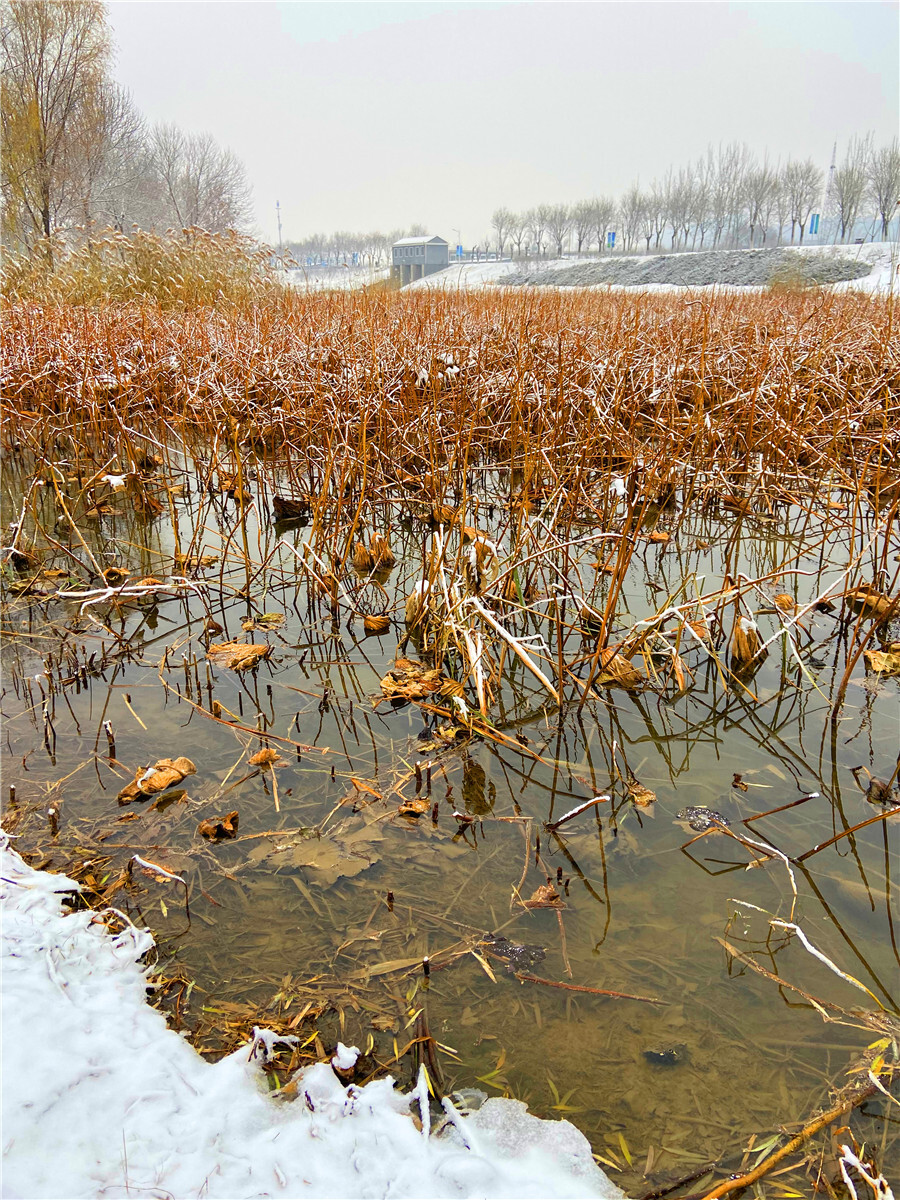 刘勇良手机纪实摄影：荷塘雪絮