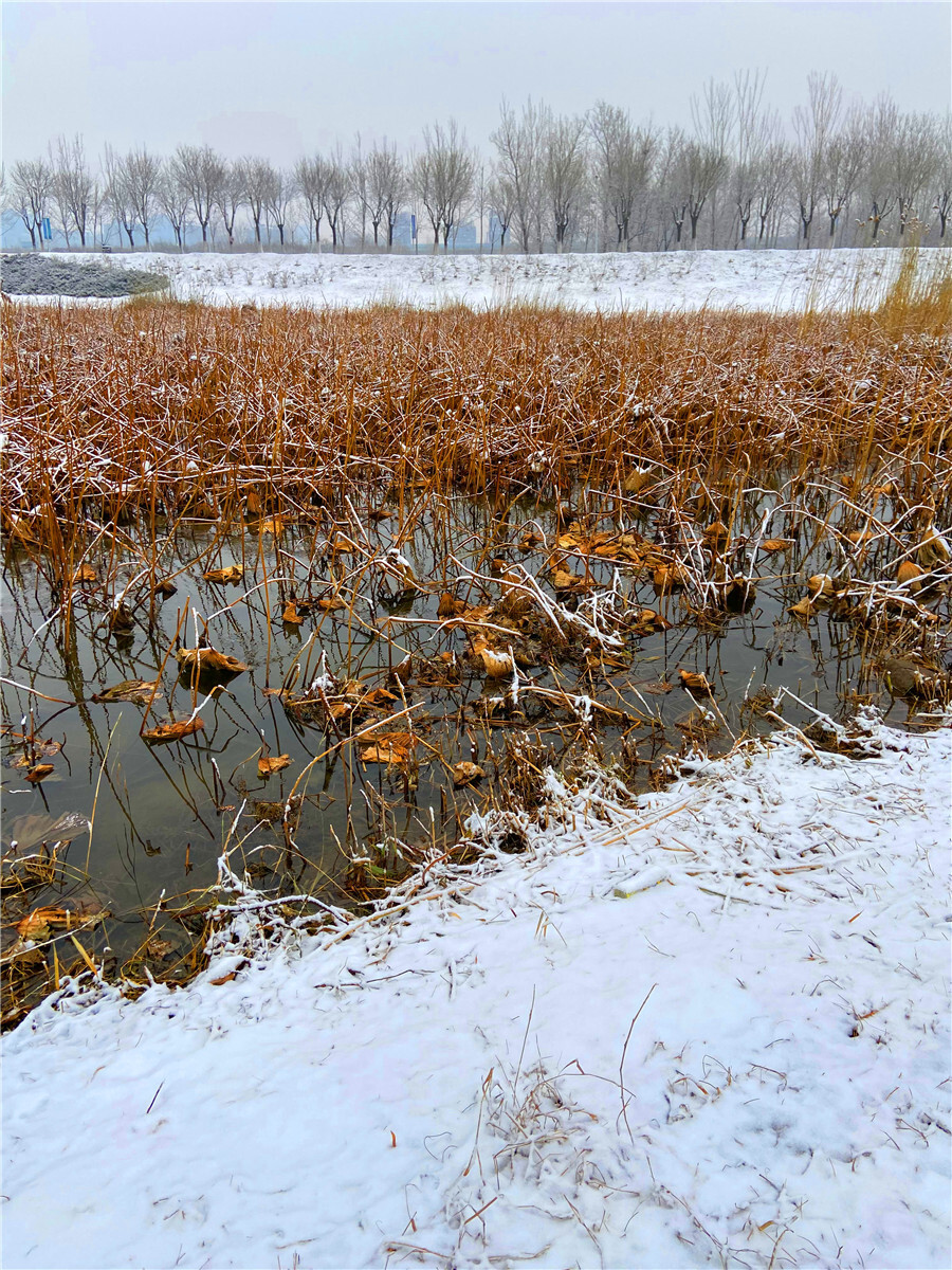 刘勇良手机纪实摄影：荷塘雪絮