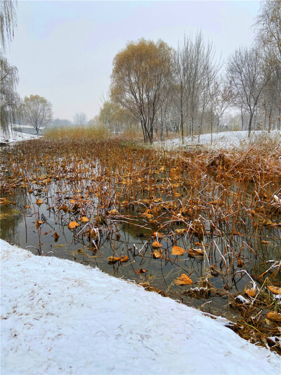 刘勇良手机纪实摄影：荷塘雪絮