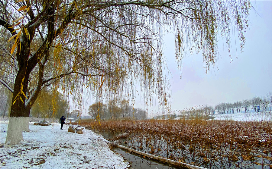 刘勇良手机纪实摄影：荷塘雪絮