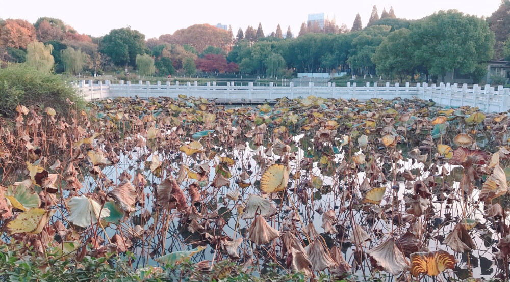 青山公园