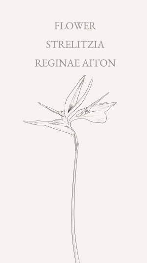 鹤望兰（Strelitzia reginae Aiton）旅人蕉科多年生草本植物，无茎，也称天堂鸟。花语是自由、幸福、潇洒、吉祥、思念。