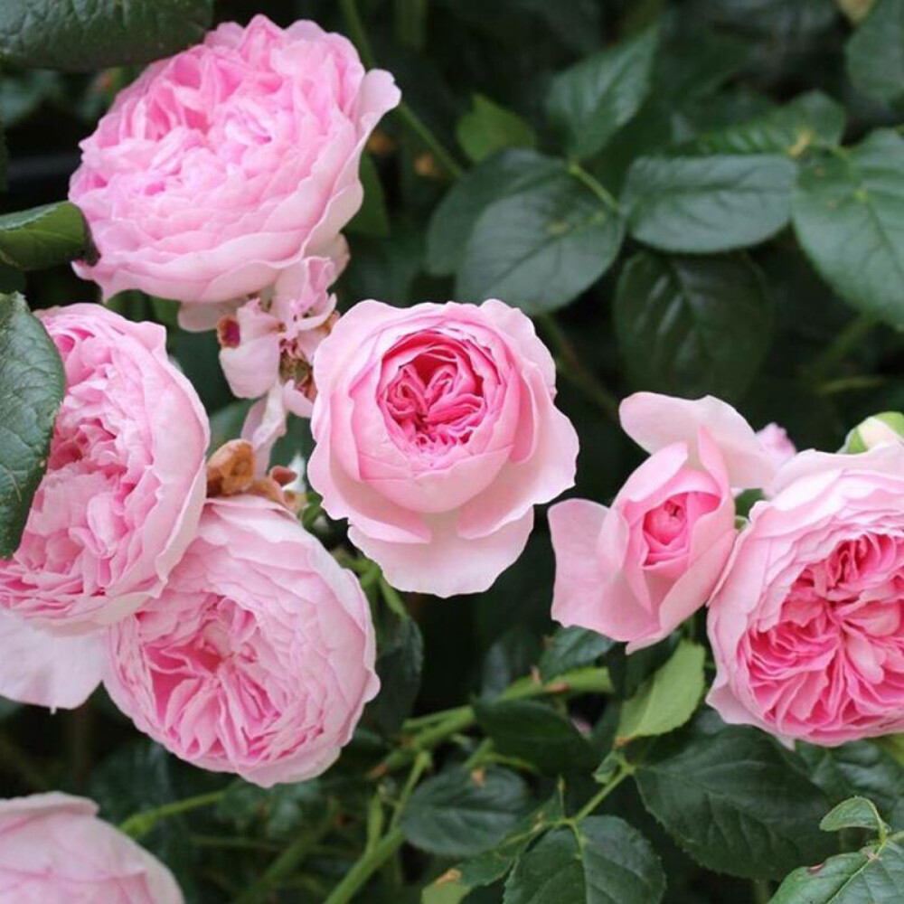 藤本月季我的心