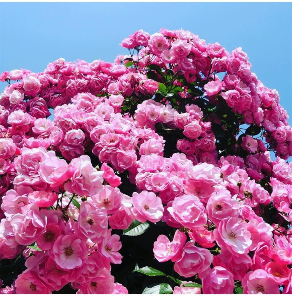 藤本月季安吉拉