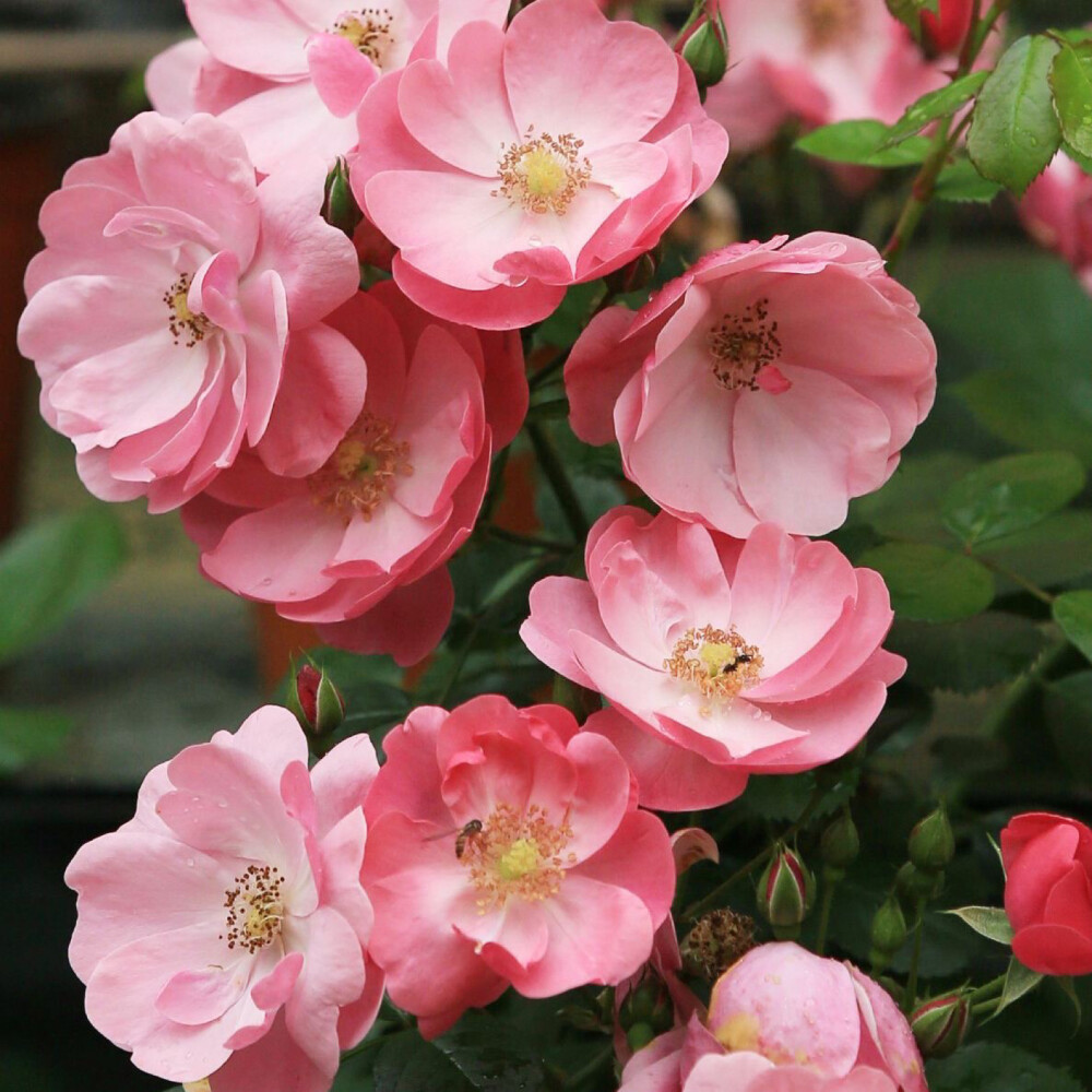 藤本月季安吉拉