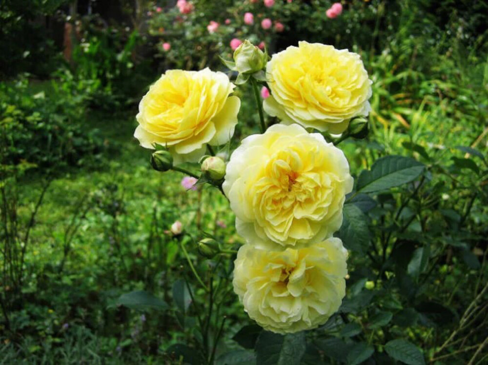 藤本月季朝圣者