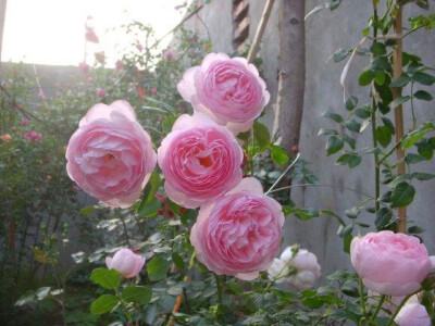 藤本月季权杖之岛