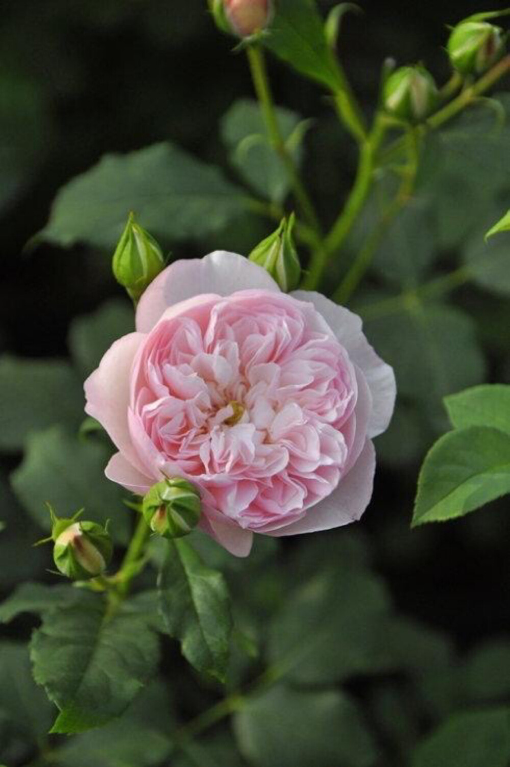 藤本月季权杖之岛