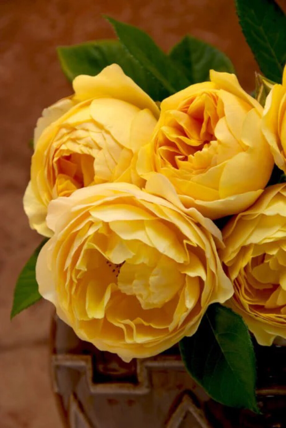 藤本月季格拉汉托马斯