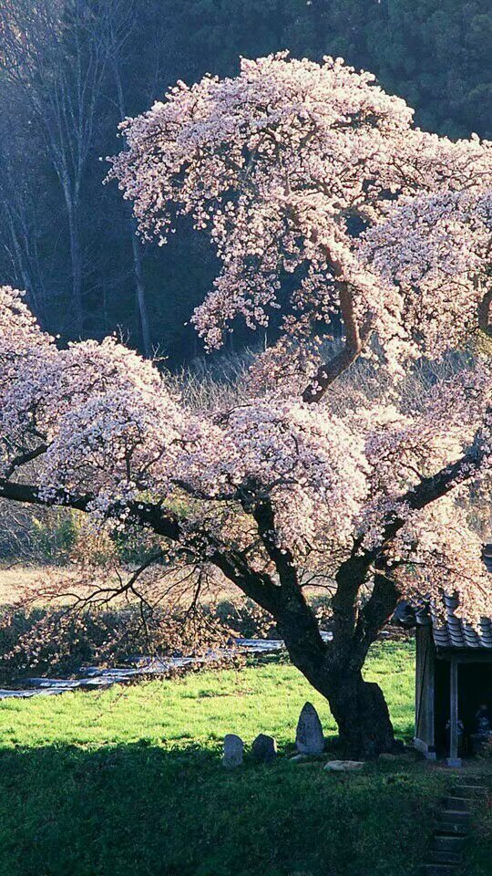 百花争艳