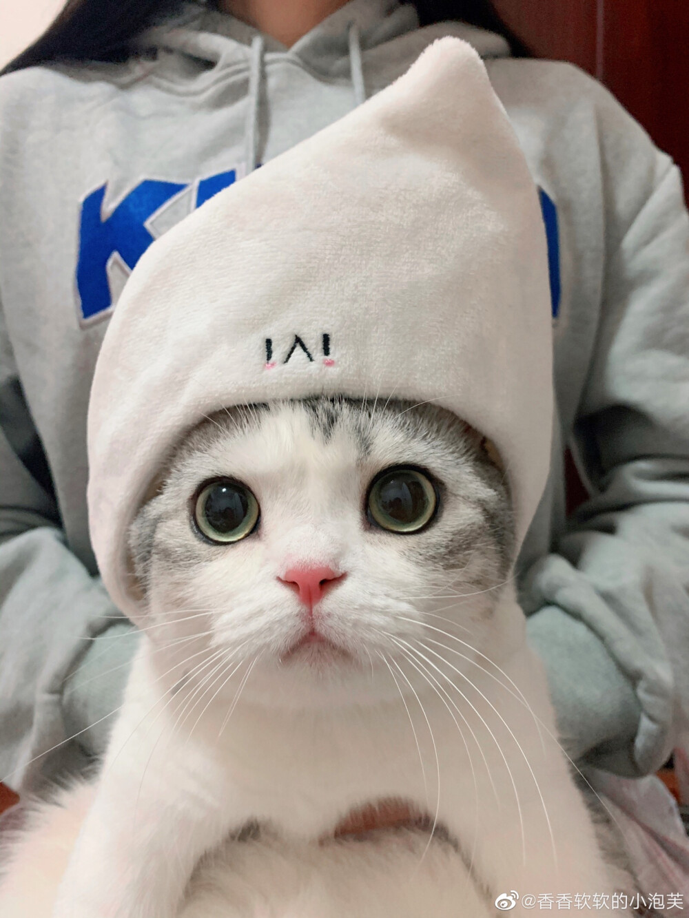 猫咪