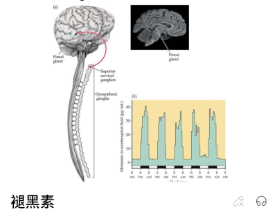 褪黑素