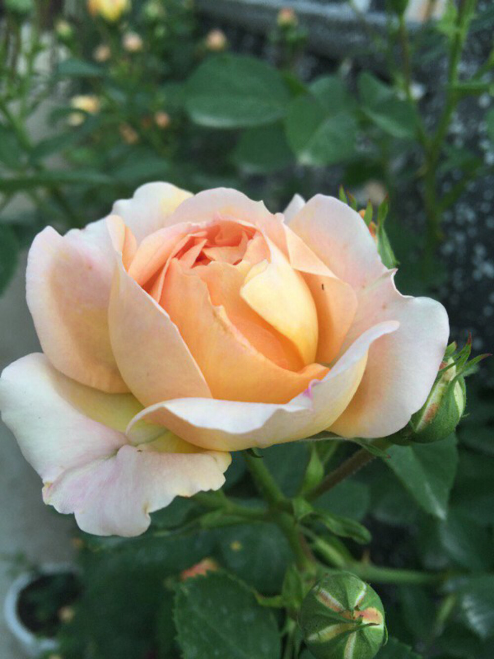 藤本月季炼金术师