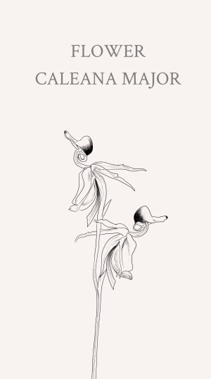 飞鸭兰(Flying Duck Orchid)其花朵侧面像极了一只只凌空飞起的小鸭子，非常生动。为兰科植物，一个花莛通常多朵花。花语：蓝天碧水的向往。