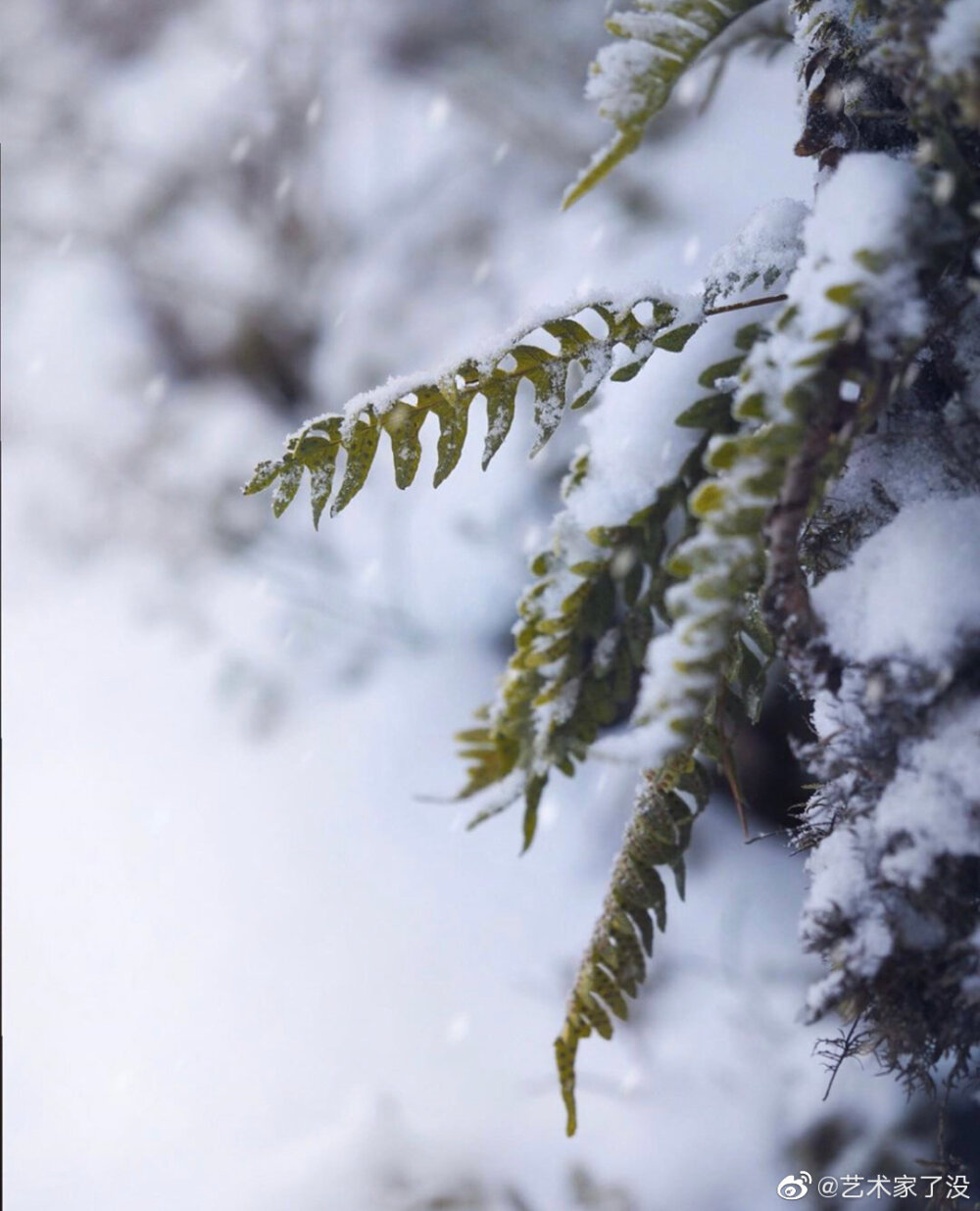 雪 花