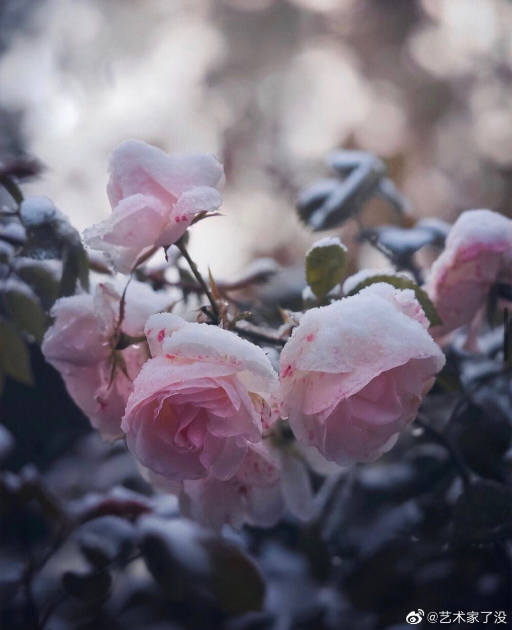 雪 花