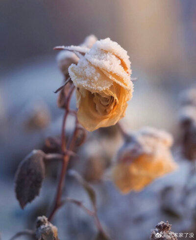 雪 花