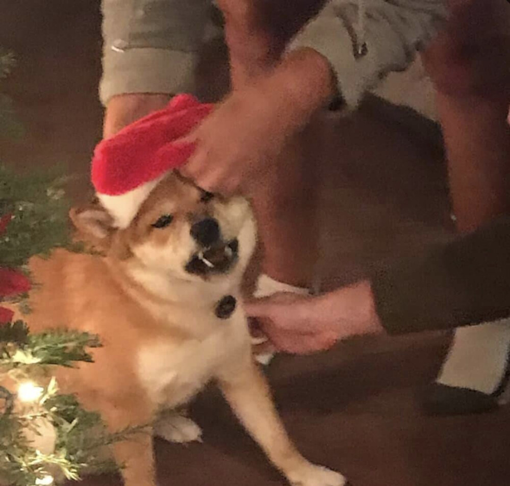 柴犬 图源微博 不可爱茶耶