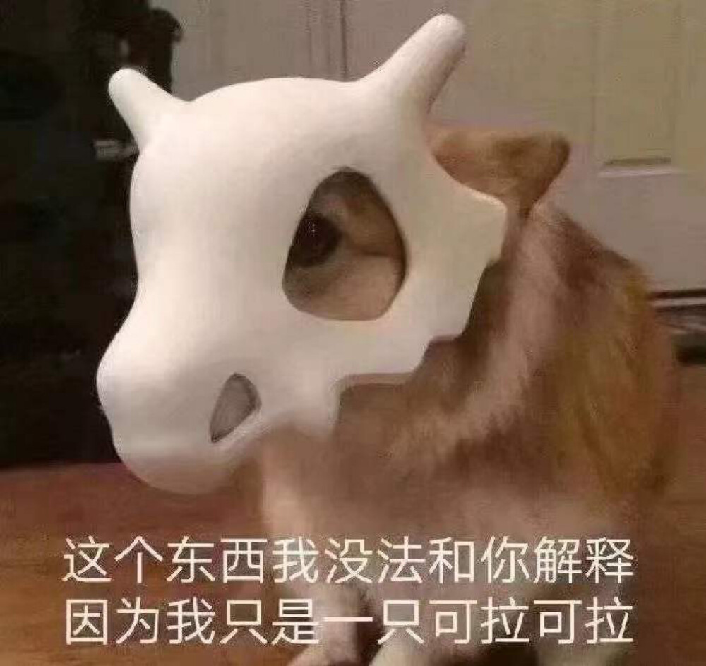 猫动图
表情包
狗动图