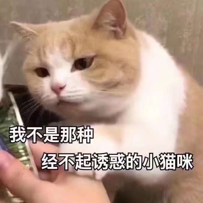 一大波小猫咪来袭 可可爱爱表情包 图源网络 侵删致歉