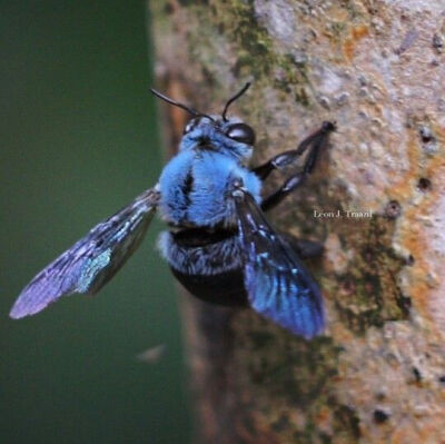 一种蓝色的木匠蜂（Xylocopa caerulea） ​​​
源wb：星球收容所