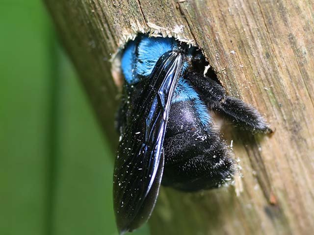 一种蓝色的木匠蜂（Xylocopa caerulea） ​​​
源wb：星球收容所