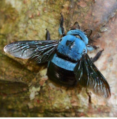 一种蓝色的木匠蜂（Xylocopa caerulea） ​​​
源wb：星球收容所