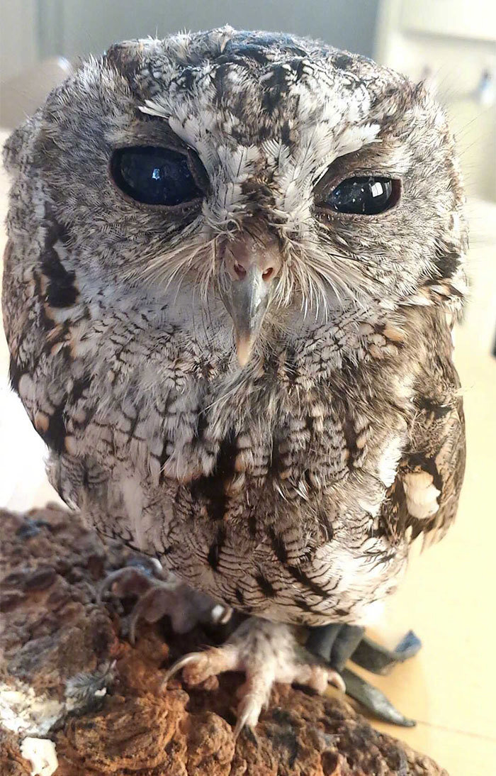 “眼中的星辰”
-
宙斯（Zeus）是一只西美角鸮（Otus kennicottii），一只双眼失明的猫头鹰。它因受伤被加利福尼亚的一个野生动物学习中心（Wildlife Learning Center）救助，人们发现它失明的双眼美得令人惊奇，像是宇宙的星辰大海，所以给它起名宙斯，遗憾的是它的状况不适合再放归自然... ​​​​
源wb：星球收容所