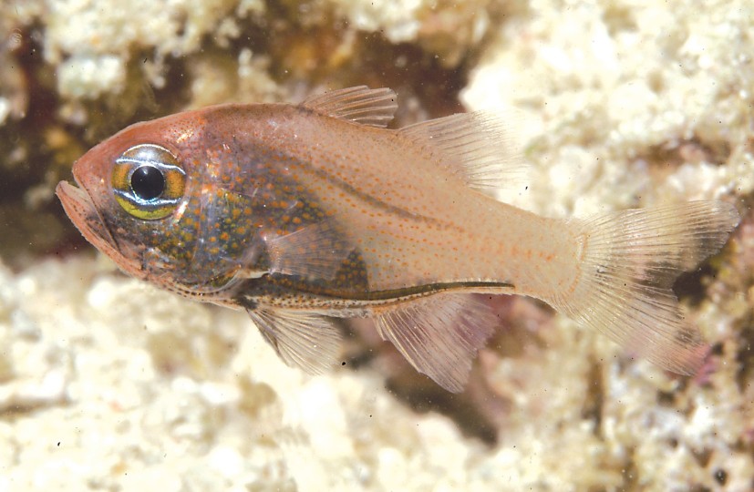 “大眼萌鱼”
猫眼天竺鲷 （Siphamia arnazae）是在巴布亚新几内亚新发现的一种天竺鲷。
摄影：Mark Erdmann ​​​
源wb：星球收容所