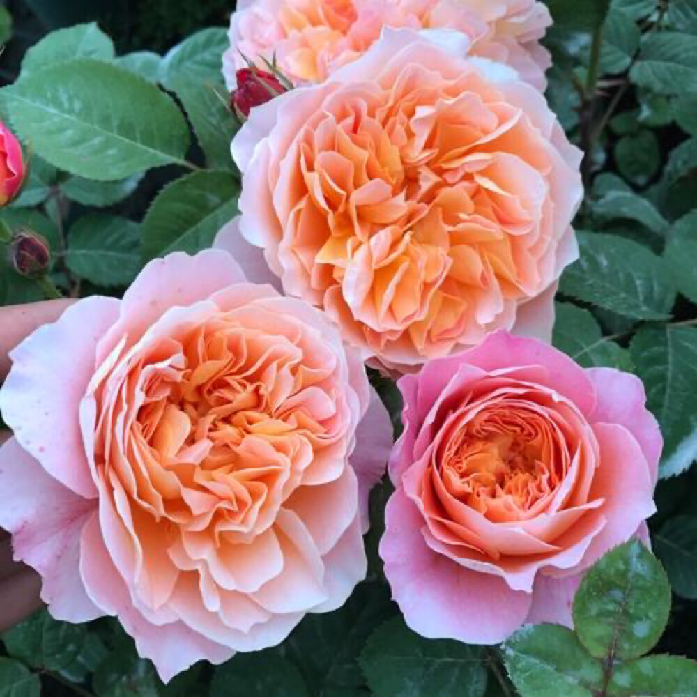 藤本月季印象派