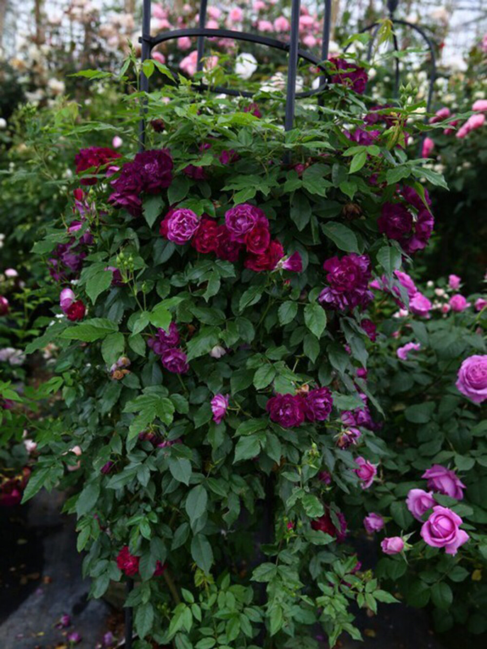 藤本月季雀之舞中国