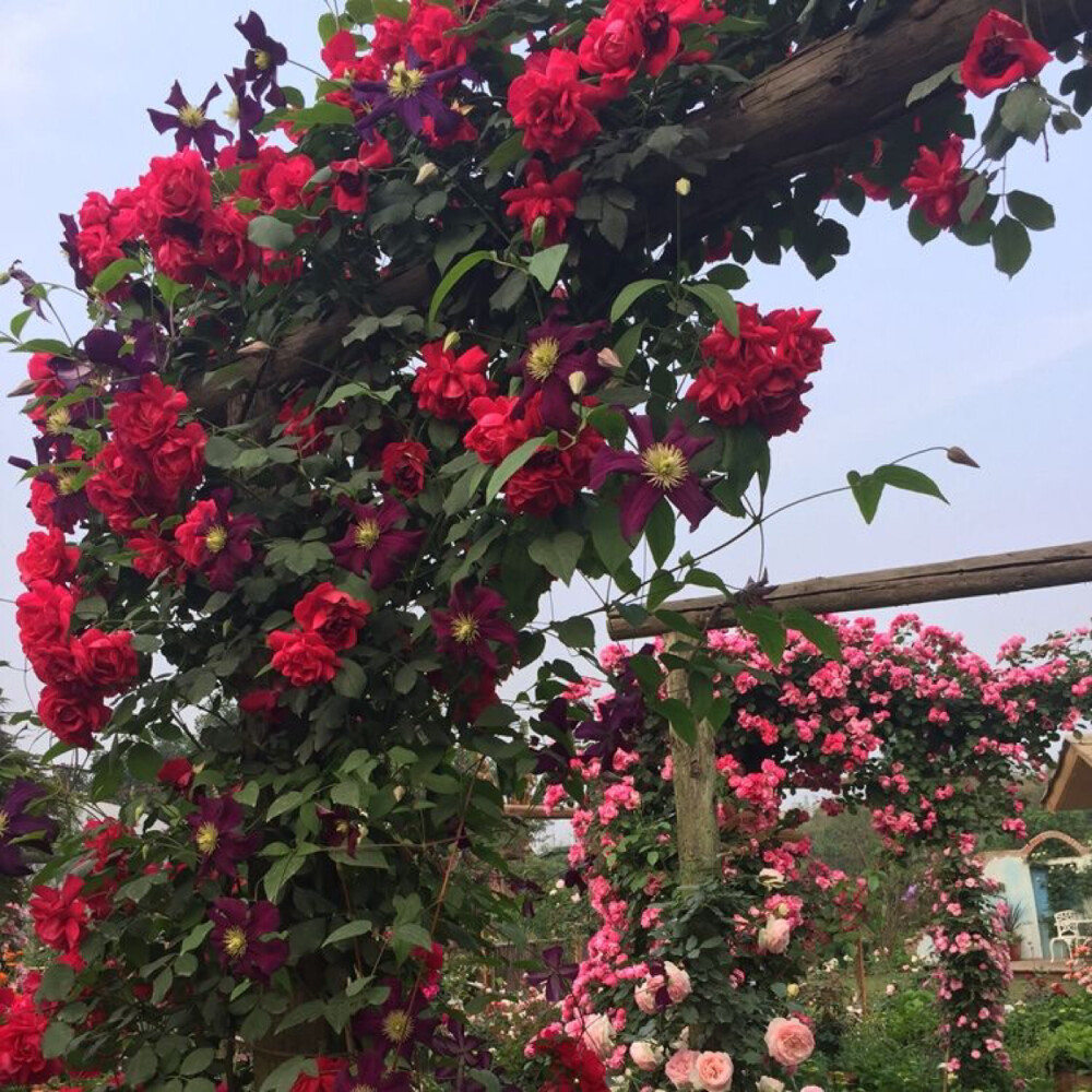 藤本月季大红袍(中国)