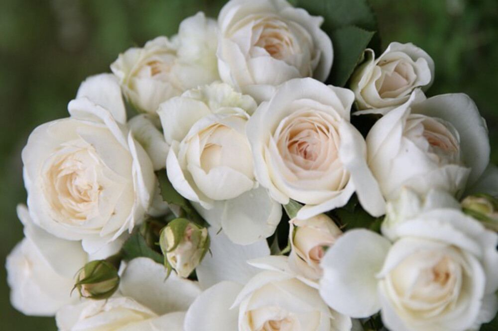 藤本月季西塞罗(日本)