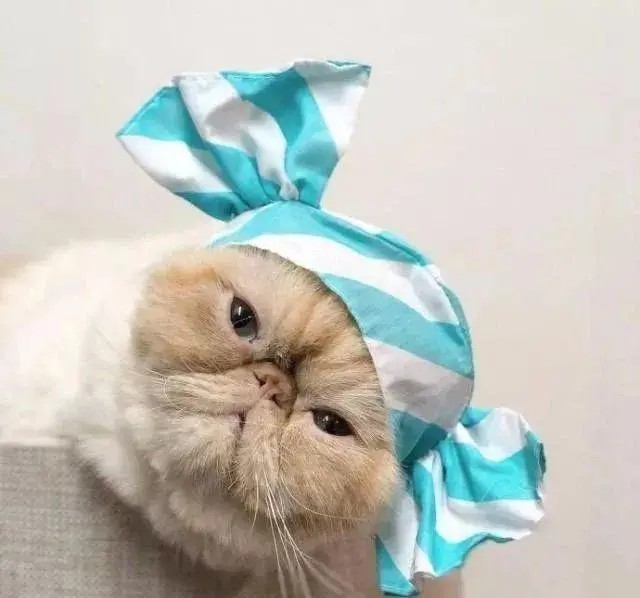 猫咪搞怪