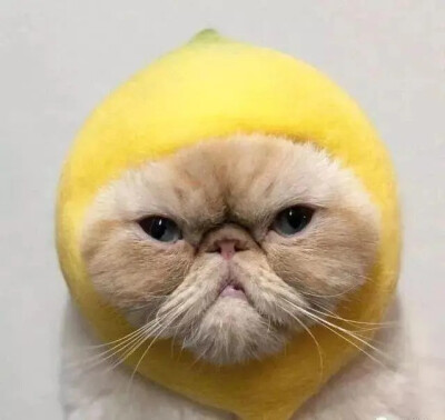 猫咪搞怪