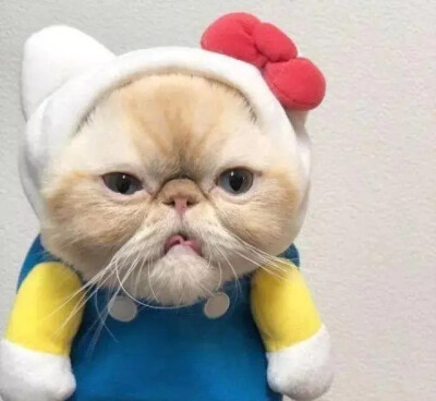 猫咪搞怪
