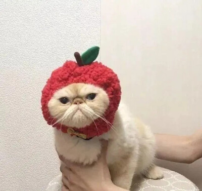 猫咪搞怪