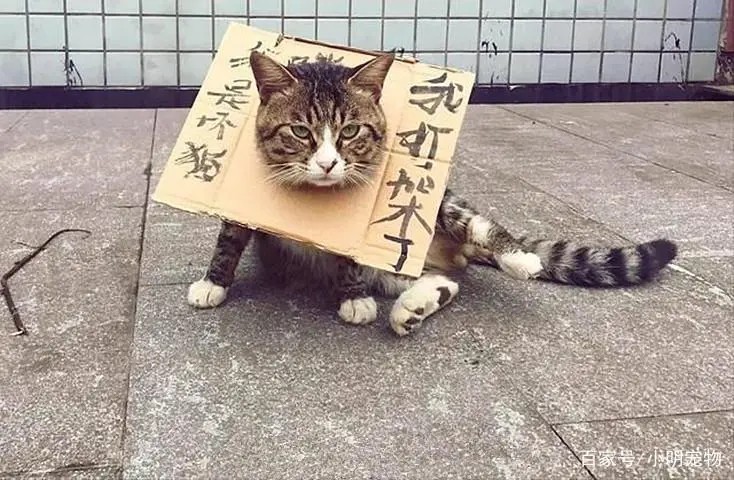 猫咪搞怪