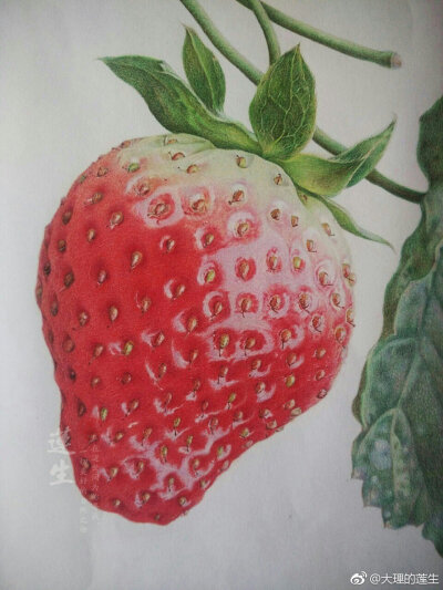 莲生手绘彩铅画水果彩铅画铅笔画草莓