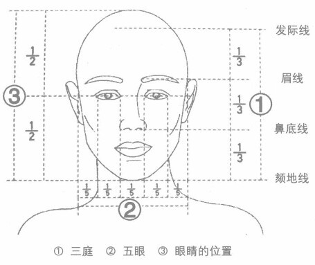 头部结构