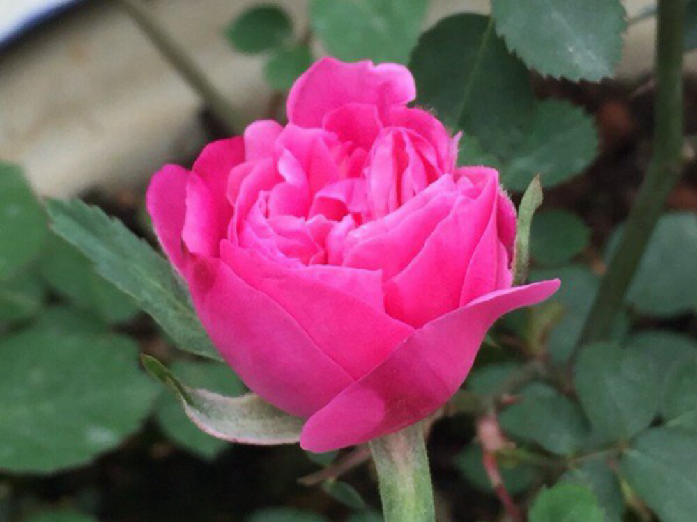 藤本月季紫燕飞舞中国