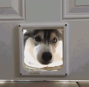 很久以前下载的