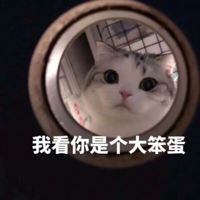 猫猫头