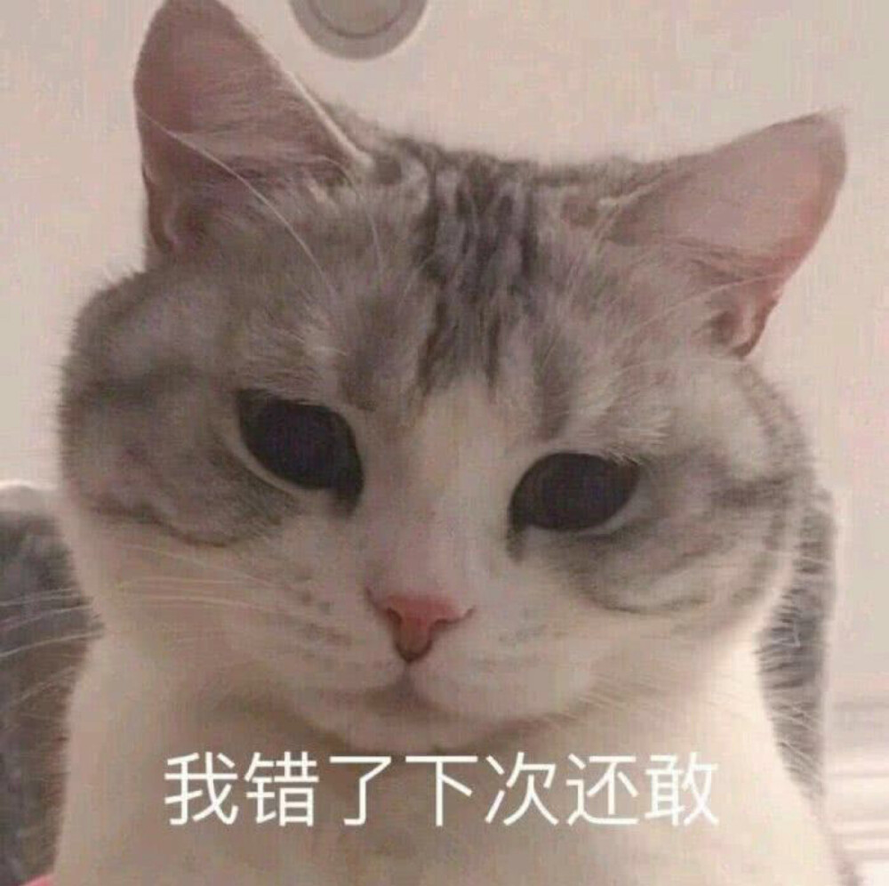 猫猫头