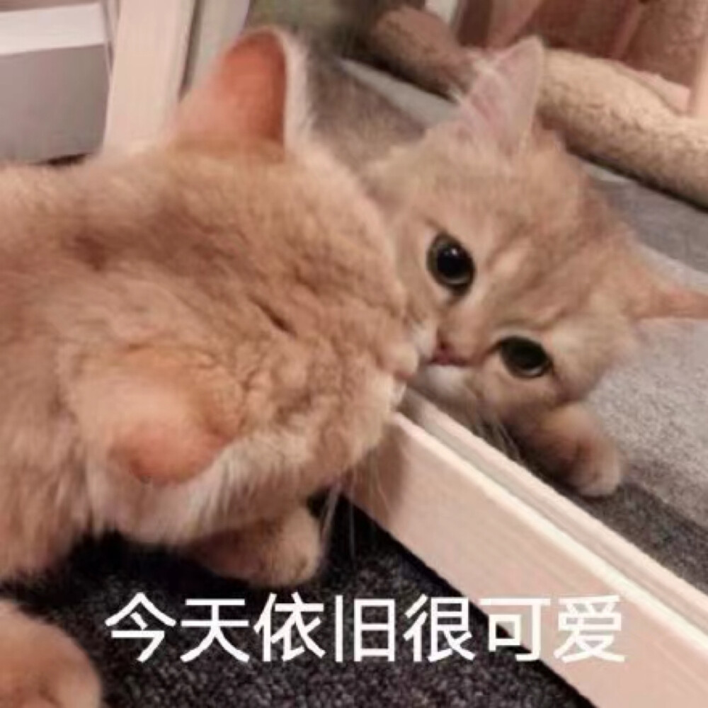 猫猫头