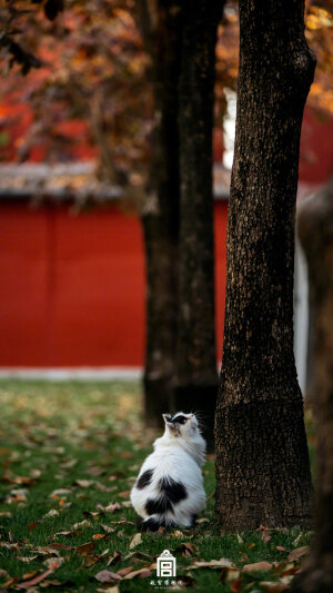 故宫的猫