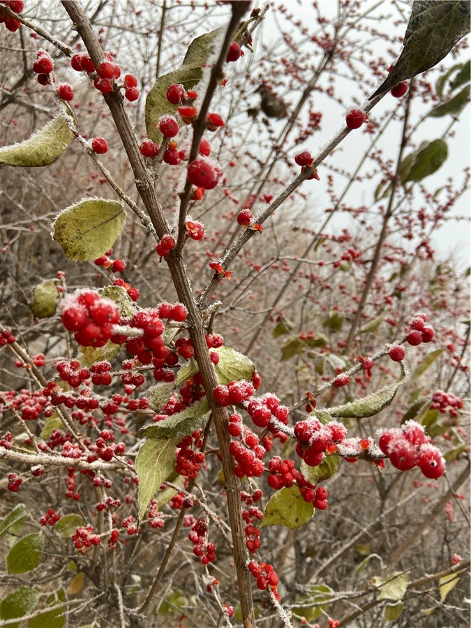 刘勇良手机纪实摄影：雪后红颜